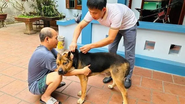 Nâng cao cảnh giác với bệnh dại trong mùa cao điểm