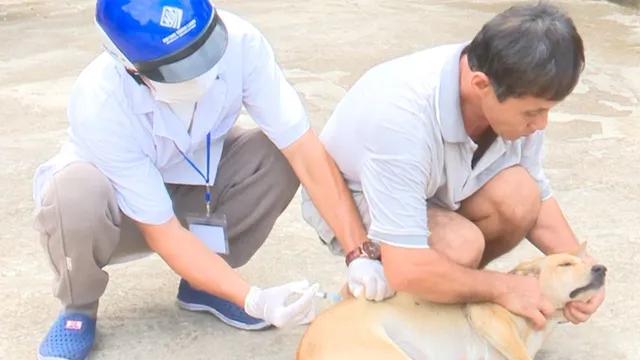 Tử vong do bệnh dại sau khi bị chó liếm vào vết thương hở