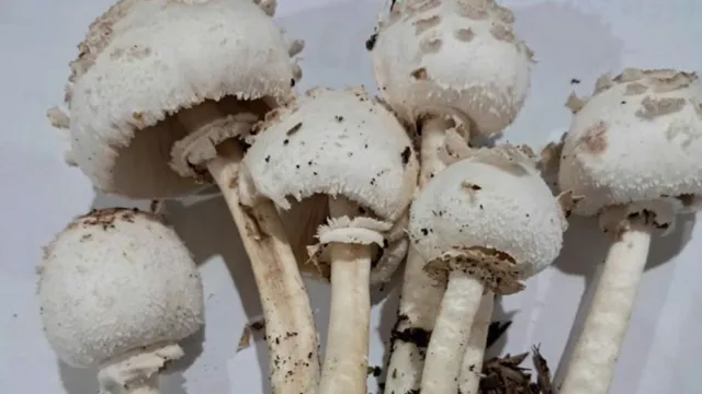 Tuyên Quang: Tăng cường phòng chống ngộ độc do độc tố tự nhiên