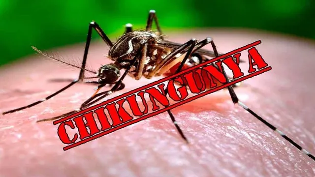 Bộ Y tế chỉ đạo tăng cường phòng chống dịch bệnh Chikungunya