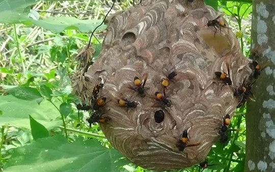 Ong vò vẽ đốt, hai trẻ nhỏ nguy kịch tại Lào Cai