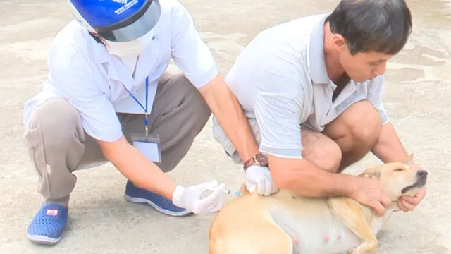 Bệnh dại: Hiểu rõ để phòng tránh nguy cơ
