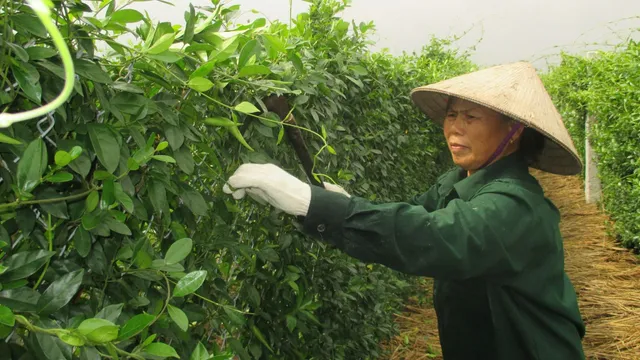 Dây thìa canh Diabetna: Gieo trồng chuẩn hóa, gặt giá trị bền vững