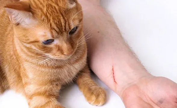 Cẩn trọng chấn thương mắt khi trẻ chơi với chó mèo