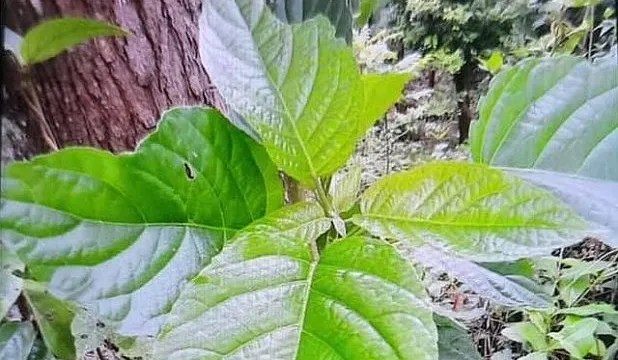 Ngộ độc vì chữa táo bón bằng cây lộc mại