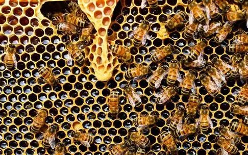 Thoát "cửa tử" sau khi bị ong mật đốt 40 nốt