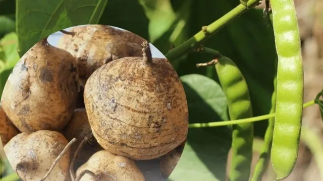 Bộ Y tế: Làm rõ vụ việc nghi ngộ độc hạt củ đậu tại Ninh Bình