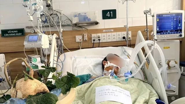 Ba ca ngộ độc hạt củ đậu đã qua nguy kịch, tiếp tục được theo dõi sát