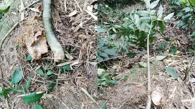 Ngộ độc calcium oxalate sau khi ăn củ rừng