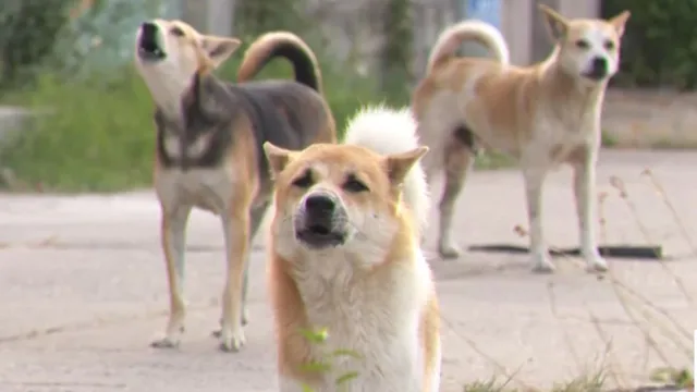 Cảnh báo nguy cơ bệnh dại lây sang người