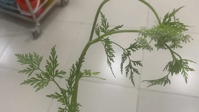 Cảnh báo ngộ độc từ cây dại cực độc