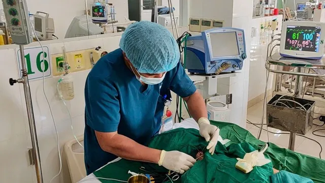 Ngộ độc thịt cóc gây rối loạn nhịp tim nặng