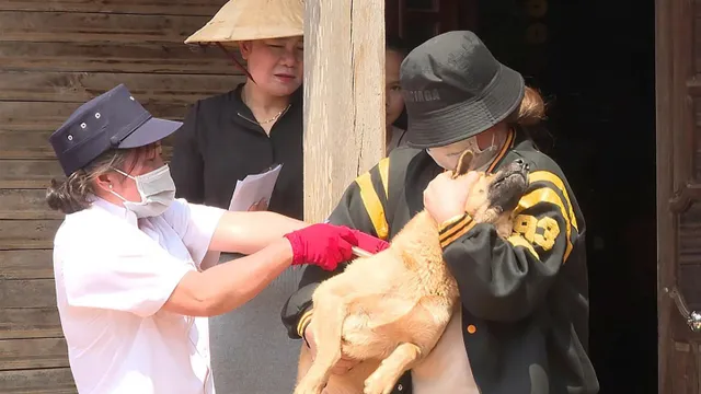 Bệnh dại diễn biến phức tạp, cần chung tay kiểm soát nguồn lây