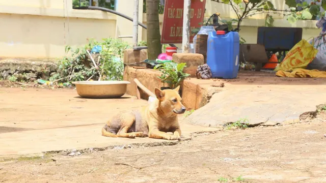 Chủ động phòng bệnh dại mùa nắng nóng