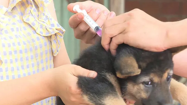 Bệnh dại có nguy cơ gia tăng mùa nắng nóng