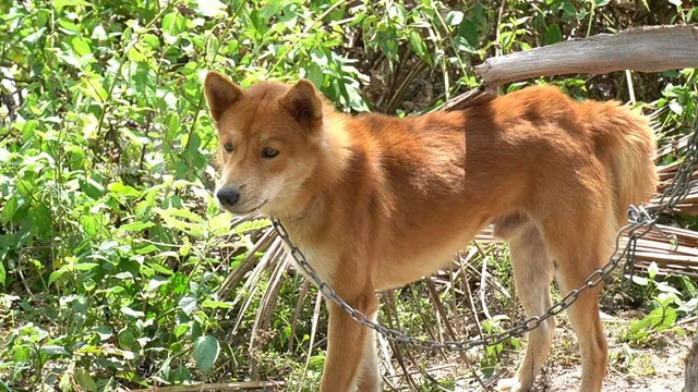 Hà Nội ghi nhận thêm ổ dịch dại trên chó