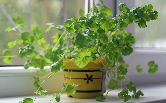 Cây rau mùi có lợi lợi ích gì cho sức khỏe? Cây rau mùi có lợi lợi ích gì cho sức khỏe?