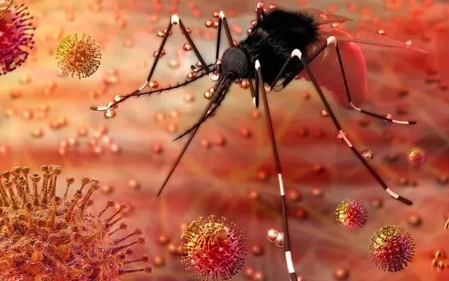Ấn độ ghi nhận 2 ca nhiễm virus Zika