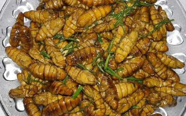 Sốc phản vệ nặng sau khi ăn nhộng tằm