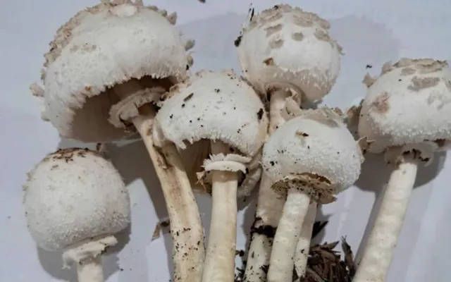 Cảnh báo ngộ độc nấm hoang mùa mưa