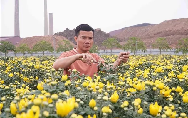 Flower villages enter final sprint for Tet season