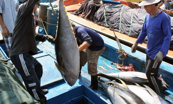 Tuna fishermen face challenges