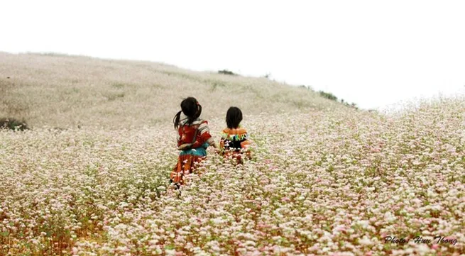 Ha Giang province to host buckwheat flower festival