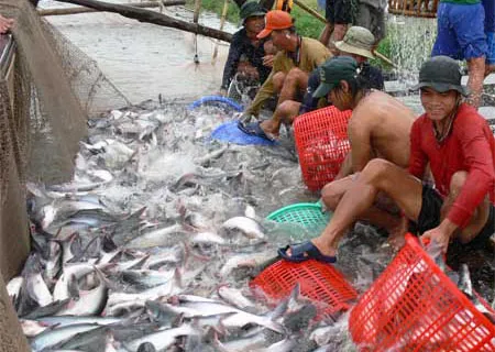VN expresses concern about the US's new fish inspection rules
