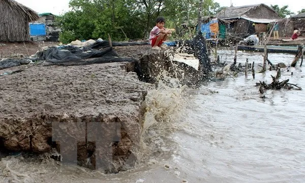 Salt intrusion threatens livelihoods in Ca Mau