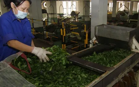Vietnamese tea exports decrease