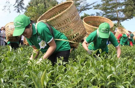 Lam Dong seeks market for tea
