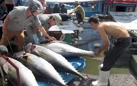 Tuna export value drops nearly 7 per cent in 2015