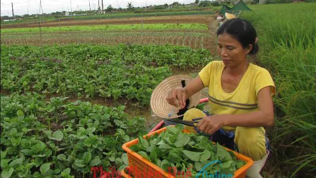 Farm co-operatives improve the lives of local farmers in Thua Thien - Hue