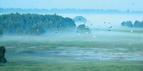 Bird sanctuary in Mekong Delta recognised as national heritage site