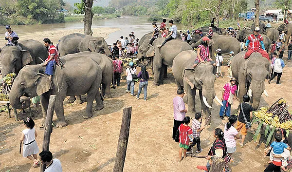 Dak Lak’s elephant conservation needs further promotion