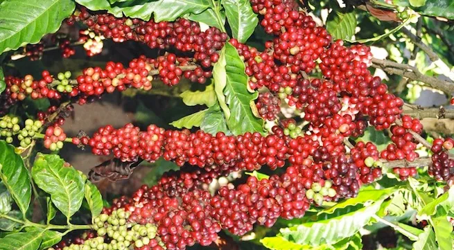 Coffee, pepper plantations on the rise in Dak Lak