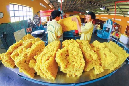 Rubber firms urged to reform