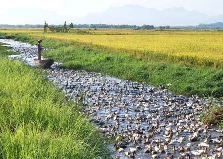 Agricultural solutions in Thua Thien Hue Province