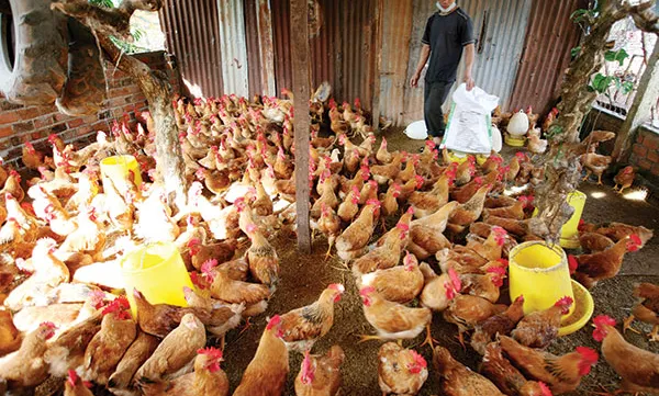 TPP set to massively affect Vietnamese livestock sectors