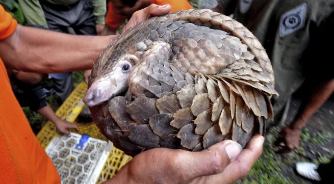 Vietnam joins hands to prevent pangolin trade