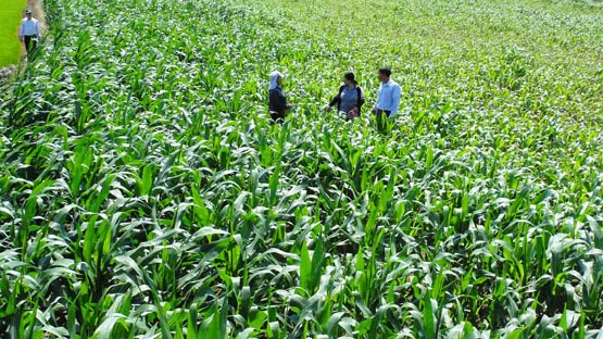 Rice crops dwindle as a result of climate change