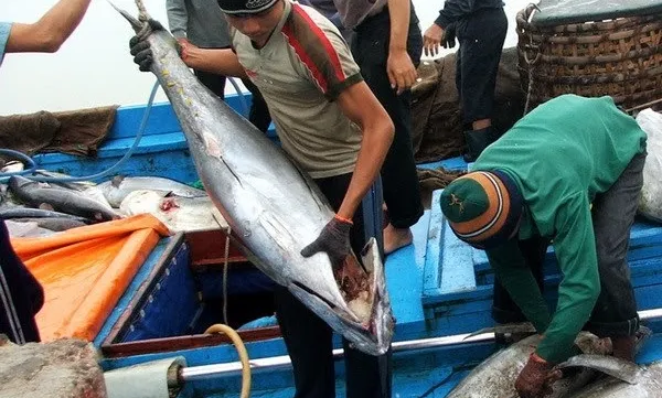 Binh Dinh applies Japanese fishing technology