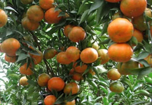 Farmers in Thua Thien Hue to grow more American oranges