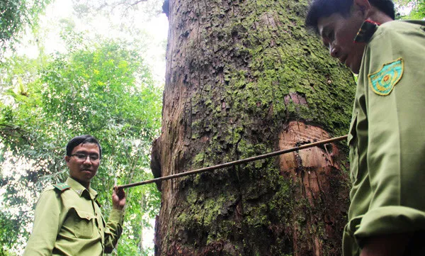 Developing discovery tourism to protect Pơ Mu heritage forest in Quang Nam