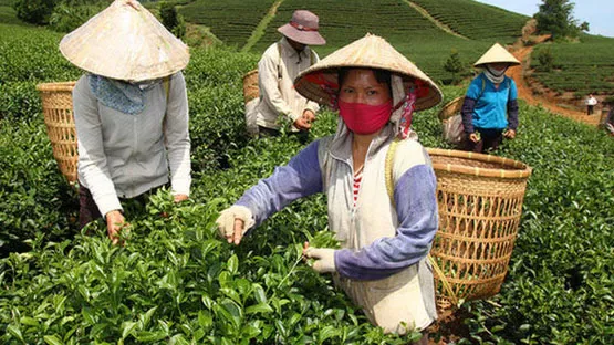 Lam Dong’s Oolong tea meets international standards