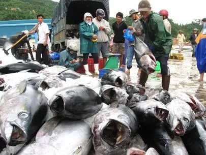 El Nino depletes Vietnam’s tuna fishing