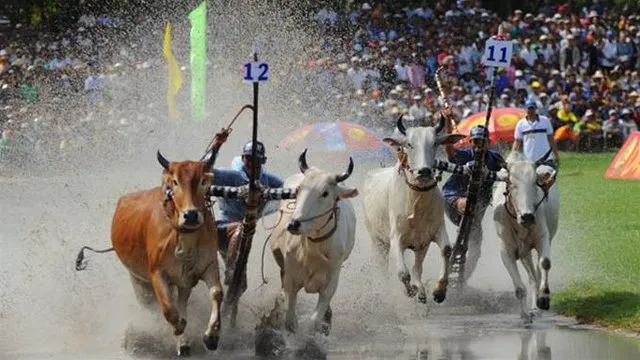 Bay Nui Ox Race Festival celebrated in An Giang Province