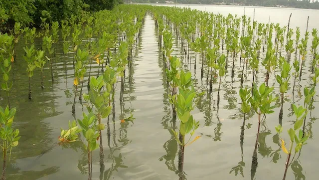 Sustainable mangrove forest protection run by local residents