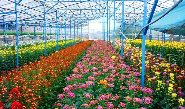 Flower Festival 2015 benefits Da Lat tourism