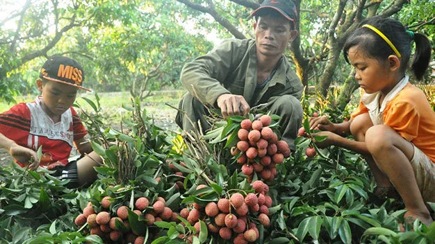 First radiation center for fruit in the North